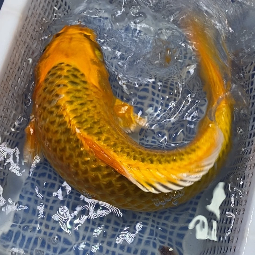 锦鲤冷水锦鲤包邮