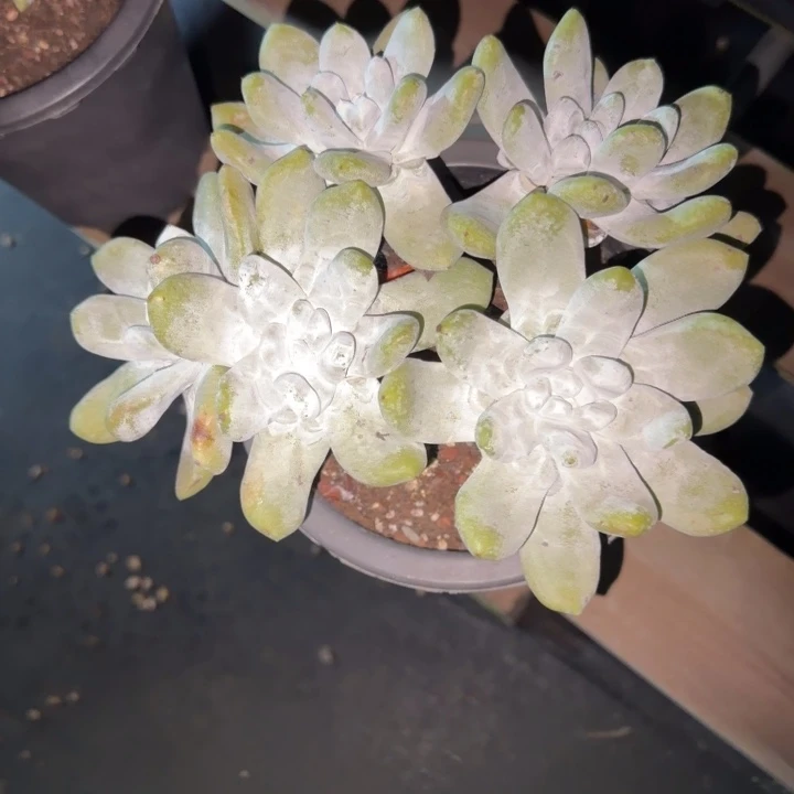 N***F拇指仙女杯多肉植物