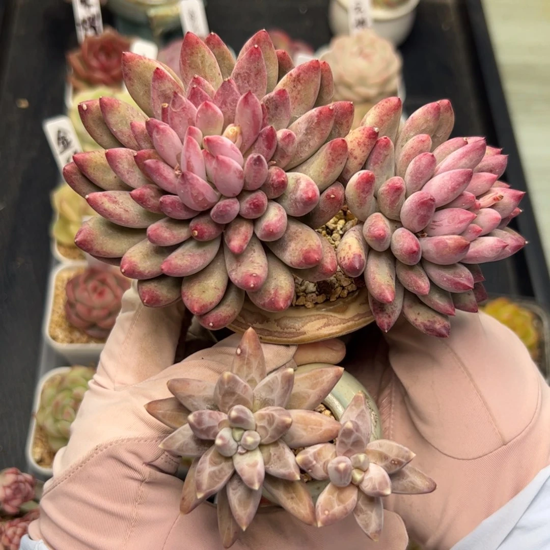 X*754 多肉植物组合盆栽