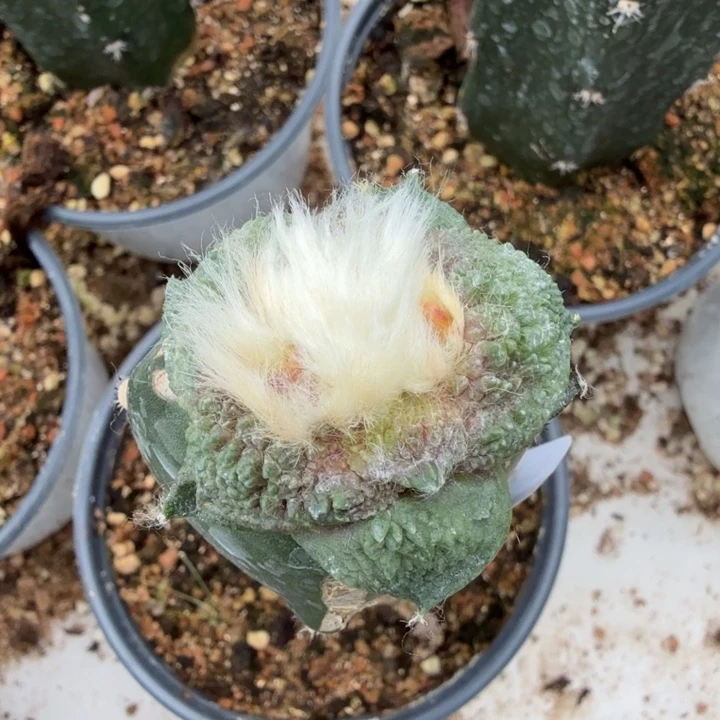 小***椒无花朵548雪斯拉牡丹东五