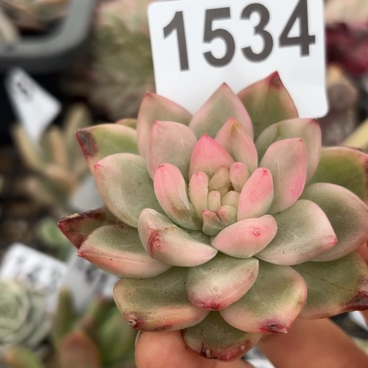 头盖锦满18包邮当场凑单凑不满发顺丰到付