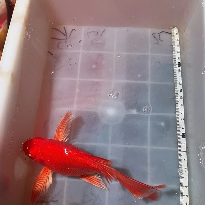 蝴蝶鲤鱼渔场直发35