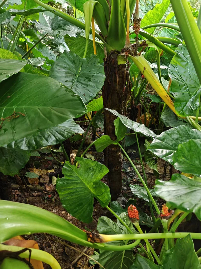 滴水观音象耳芋老桩室内外绿植可土栽水培净化空气大型盆栽