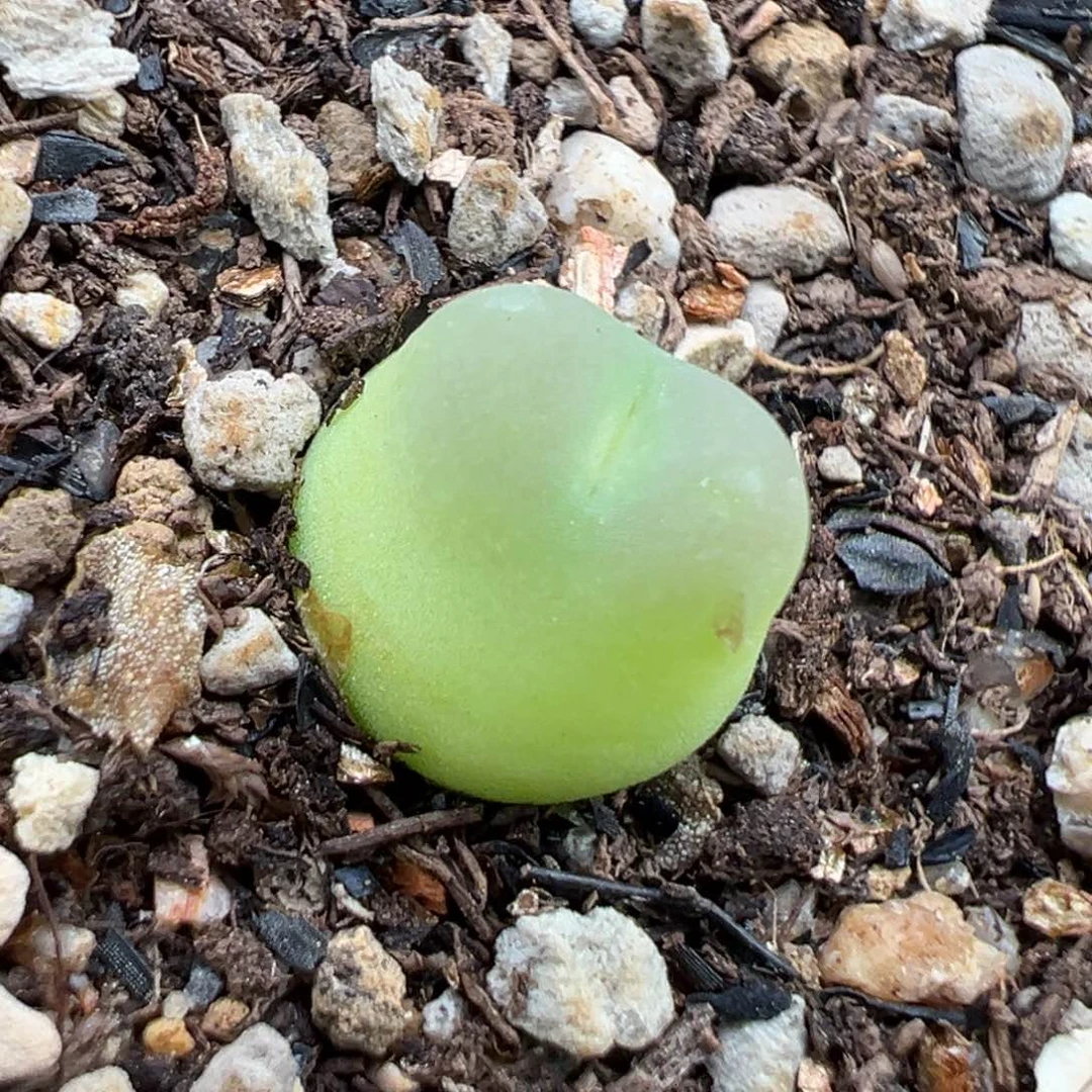 7.1好看的多肉脱土发货432