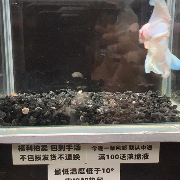 斗鱼跑单拉黑3日61