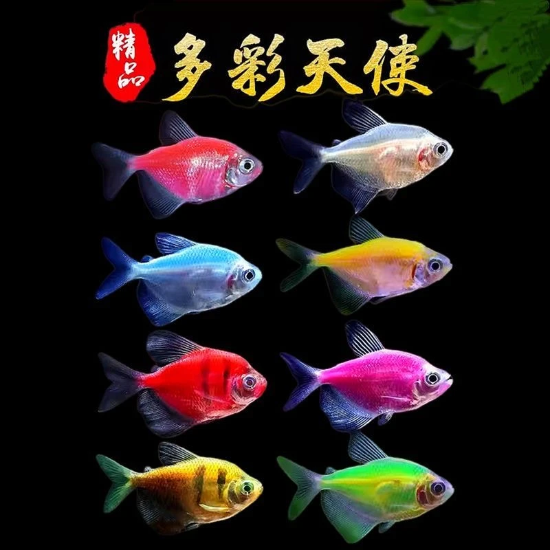 七彩天使鱼观赏鱼活体草缸群游懒人小型淡水鱼苗耐活热带鱼不褪色