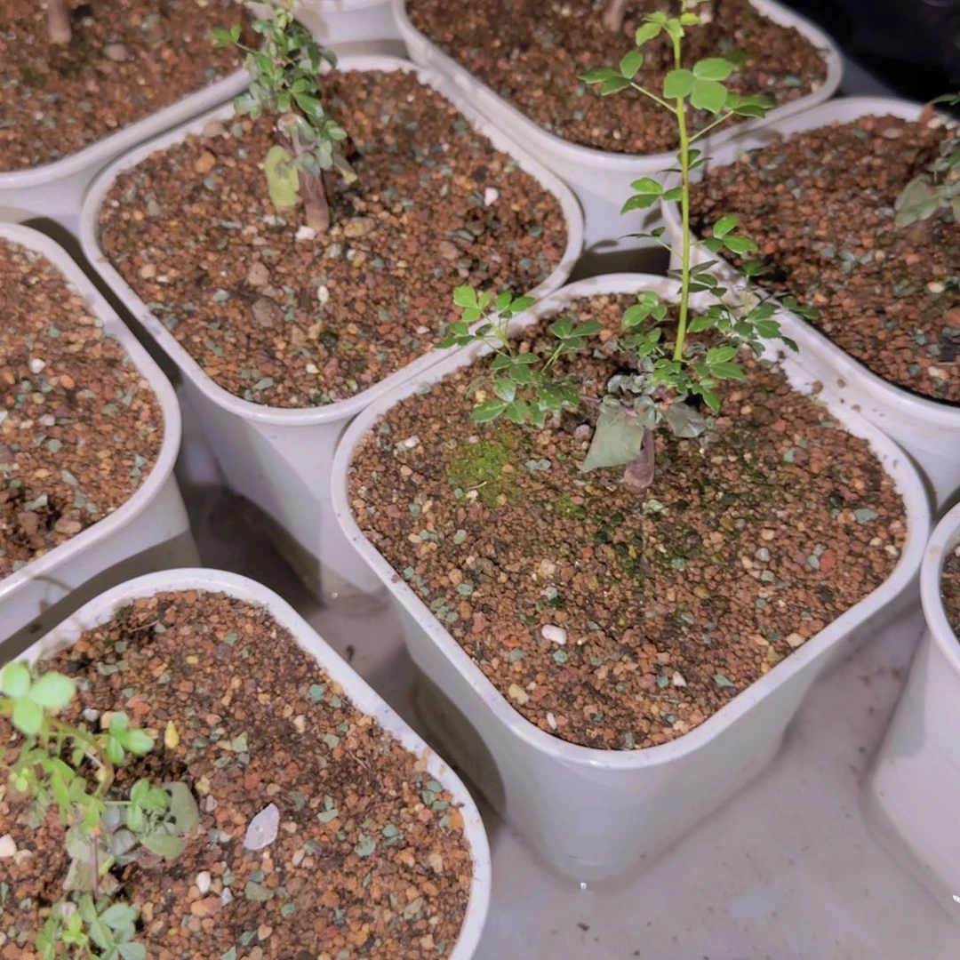 块根植物块根块根