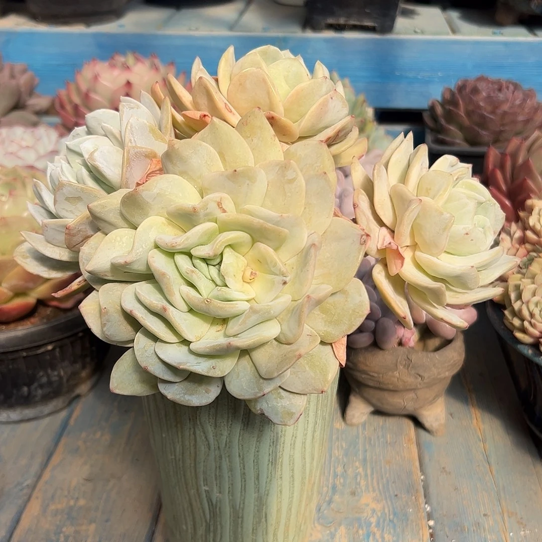 雪特老庄多肉植物