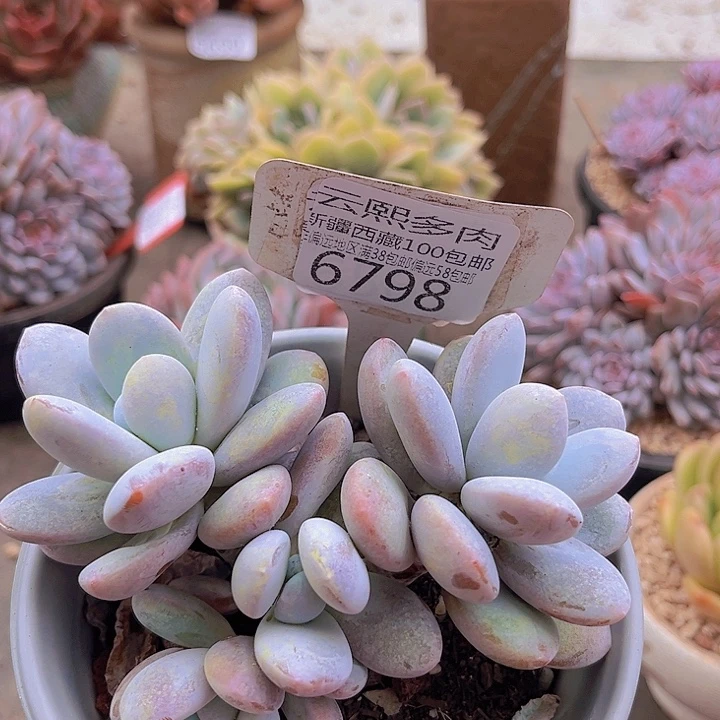 6798雪美人。