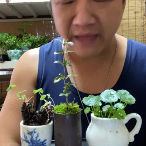 红陶失*一物一拍所见即所得104