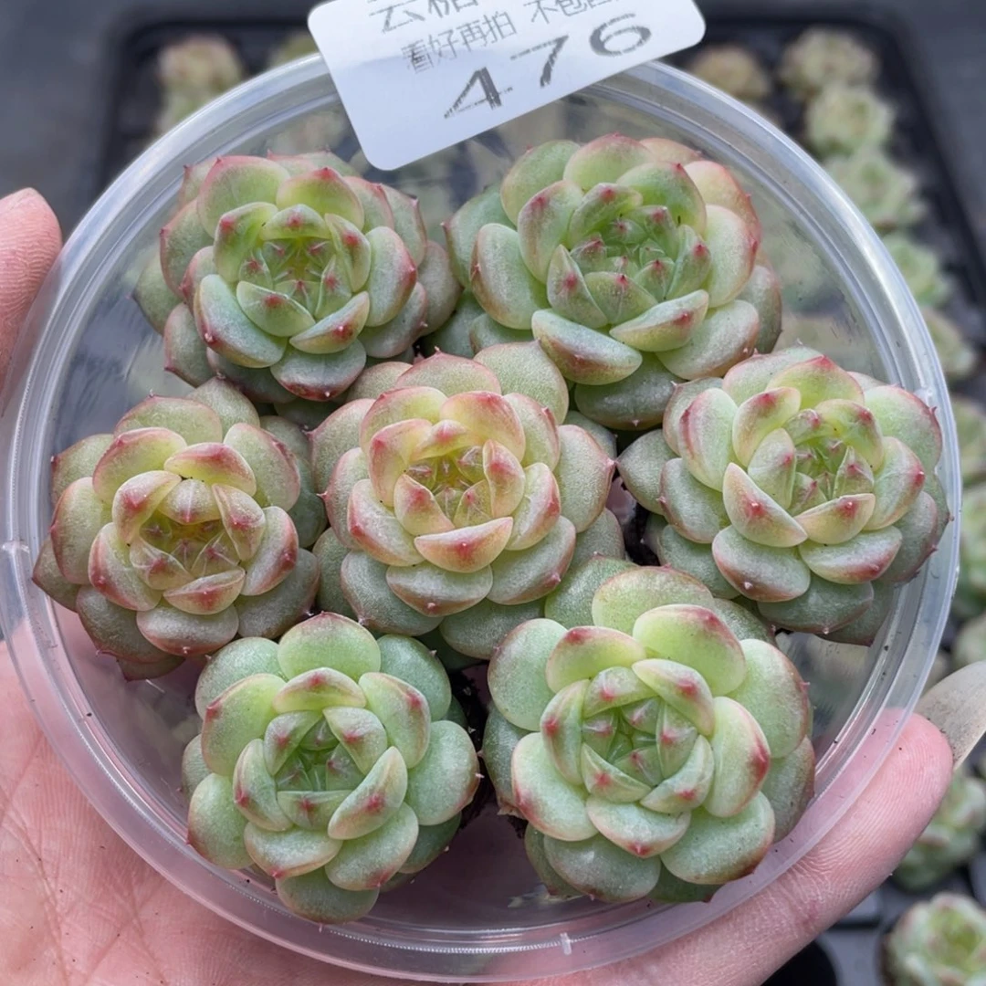 云糖心多肉植物476