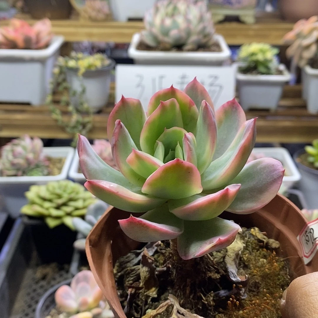 1572 绮罗锦多肉