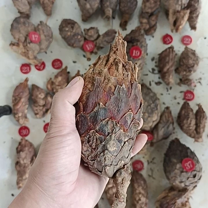 依***然完全开放白鳞铁一颗