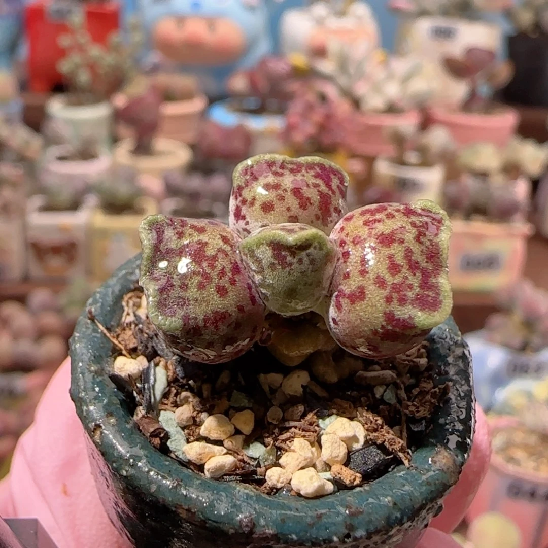 T可爱粉丸盆口2.5cm