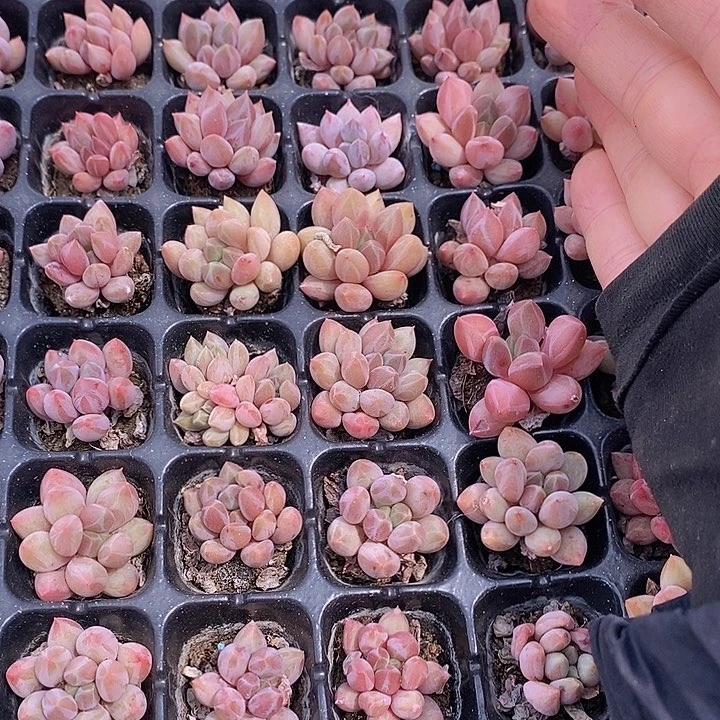 84-85 多肉植物盆栽花卉