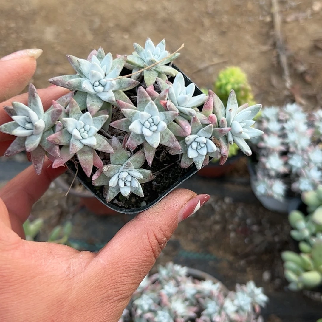 多肉植物白菊老庄