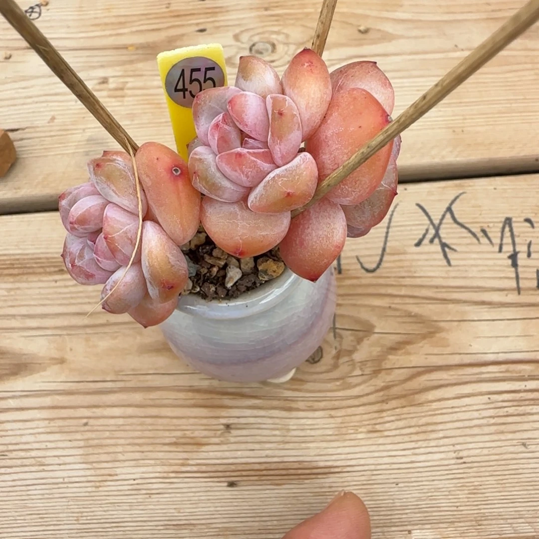 咸***头455星影3头带盆土发