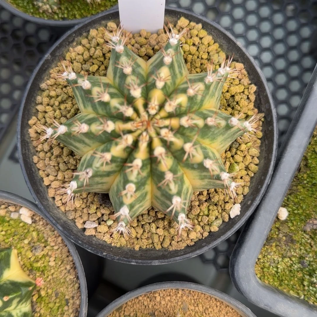 137-0214脱土发多肉