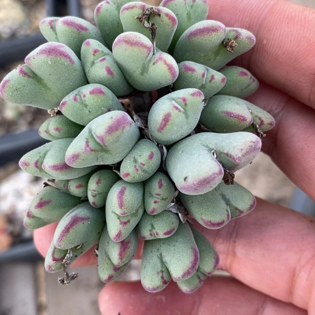 1493沙文利亚一群