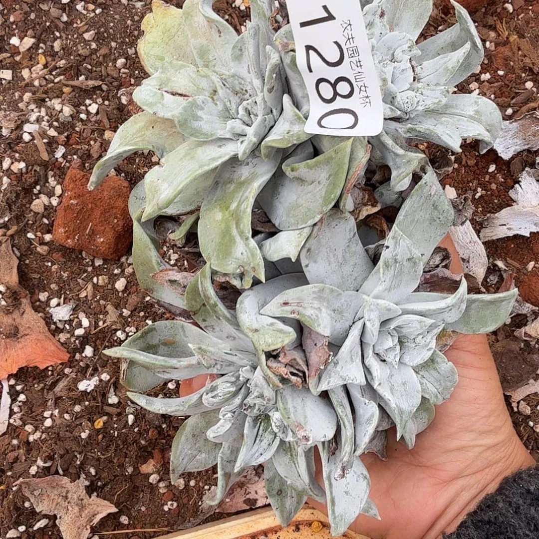 浦西菲克杂交墨西哥仙女杯多肉