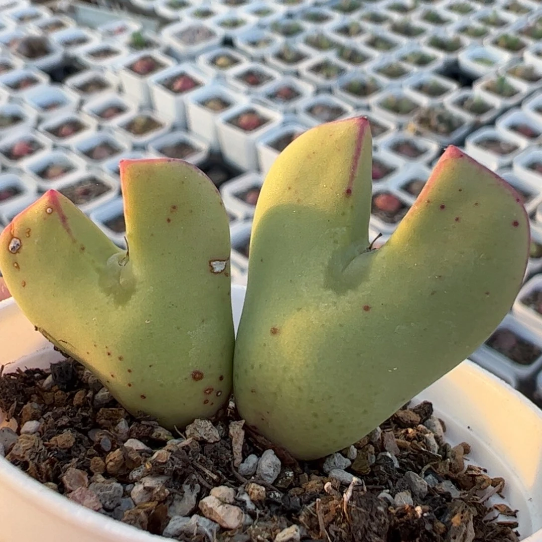 多肉植物百科758