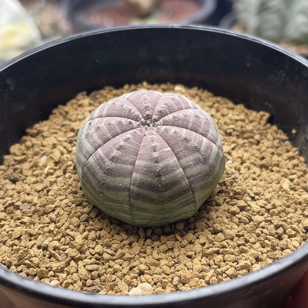 实生雪顶斑马布纹球仙人球