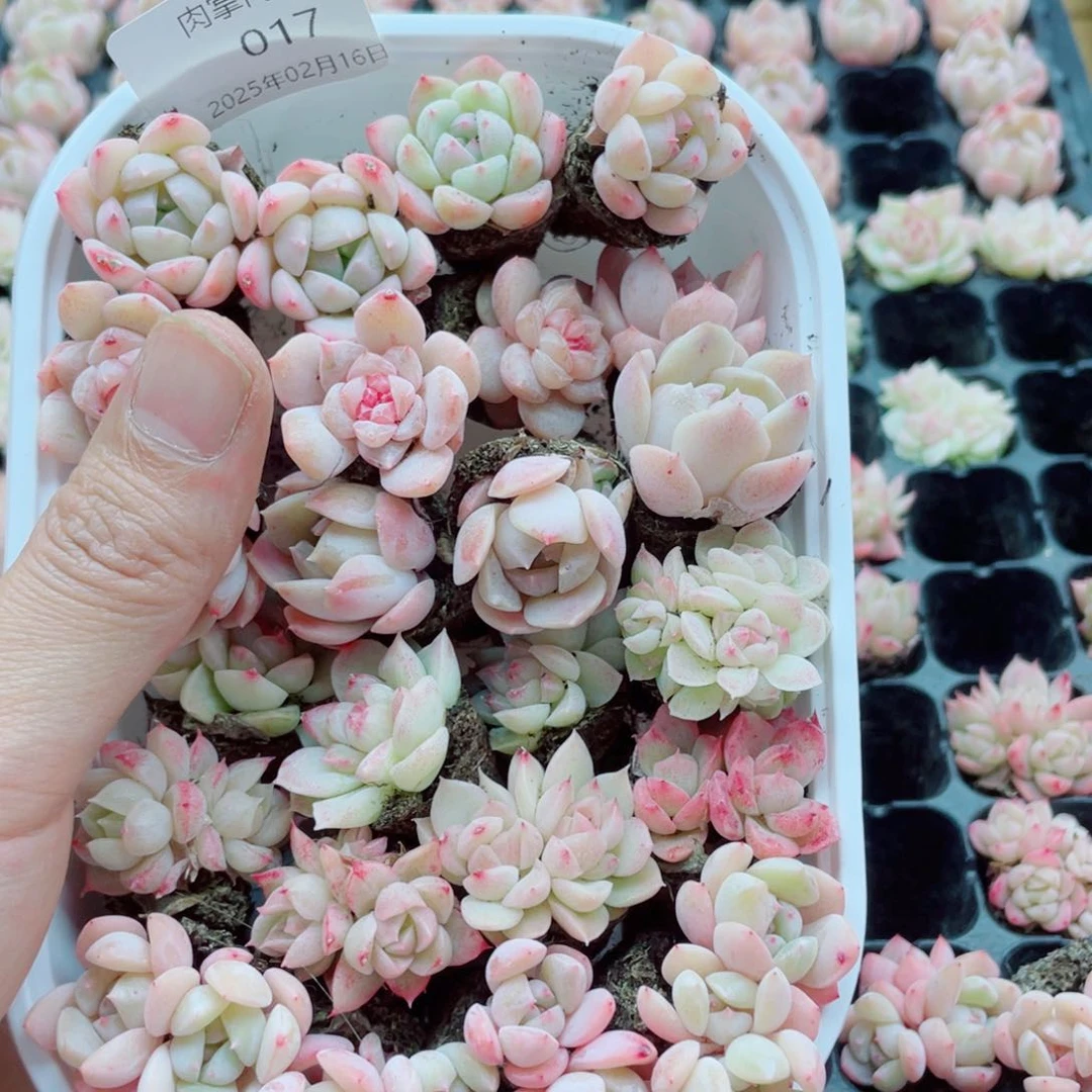 好了吗一组图017