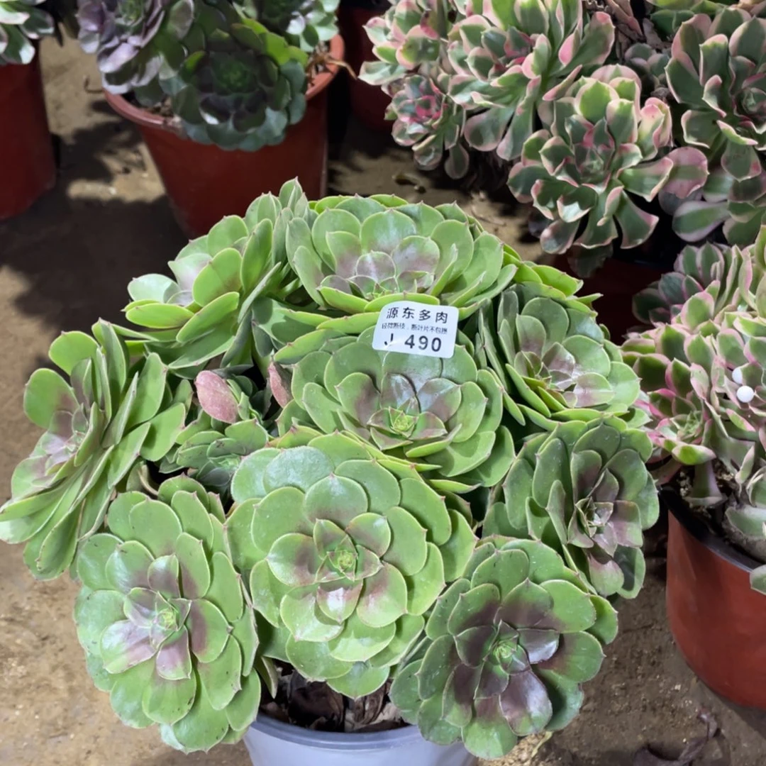 490红心多肉法师断枝不包