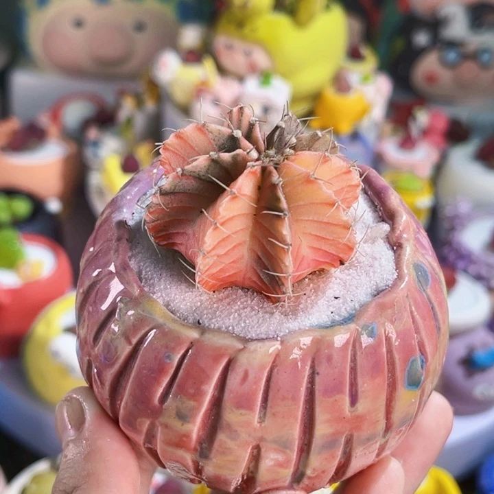 015手工盆肋骨锦连盆带土包邮