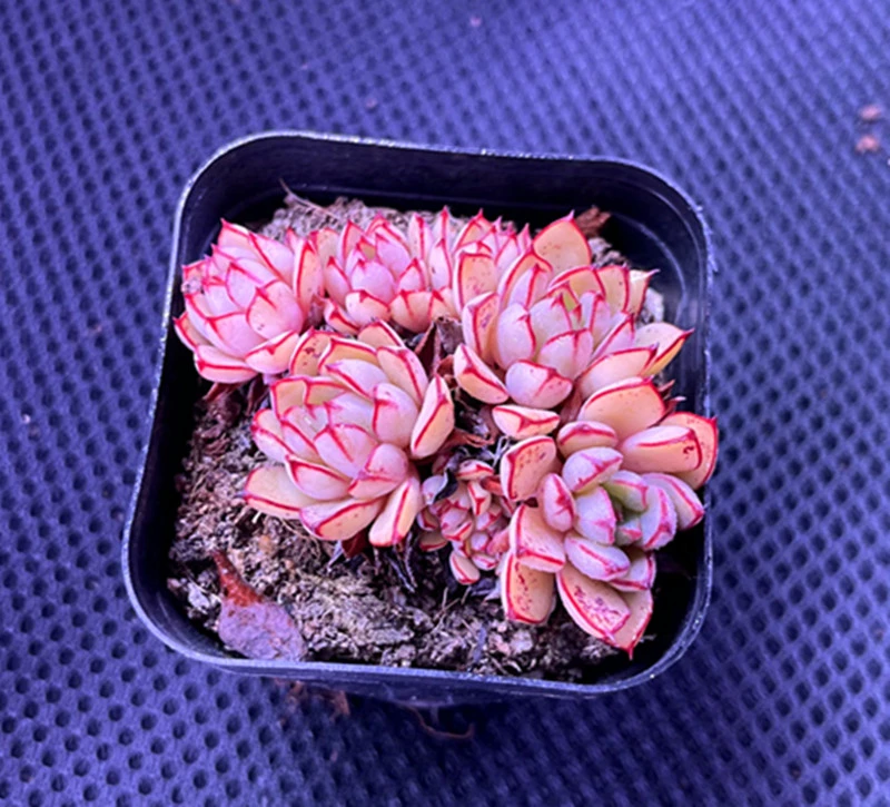 （满9.9元包邮）带盆灰姑凉5厘米左右多肉植物