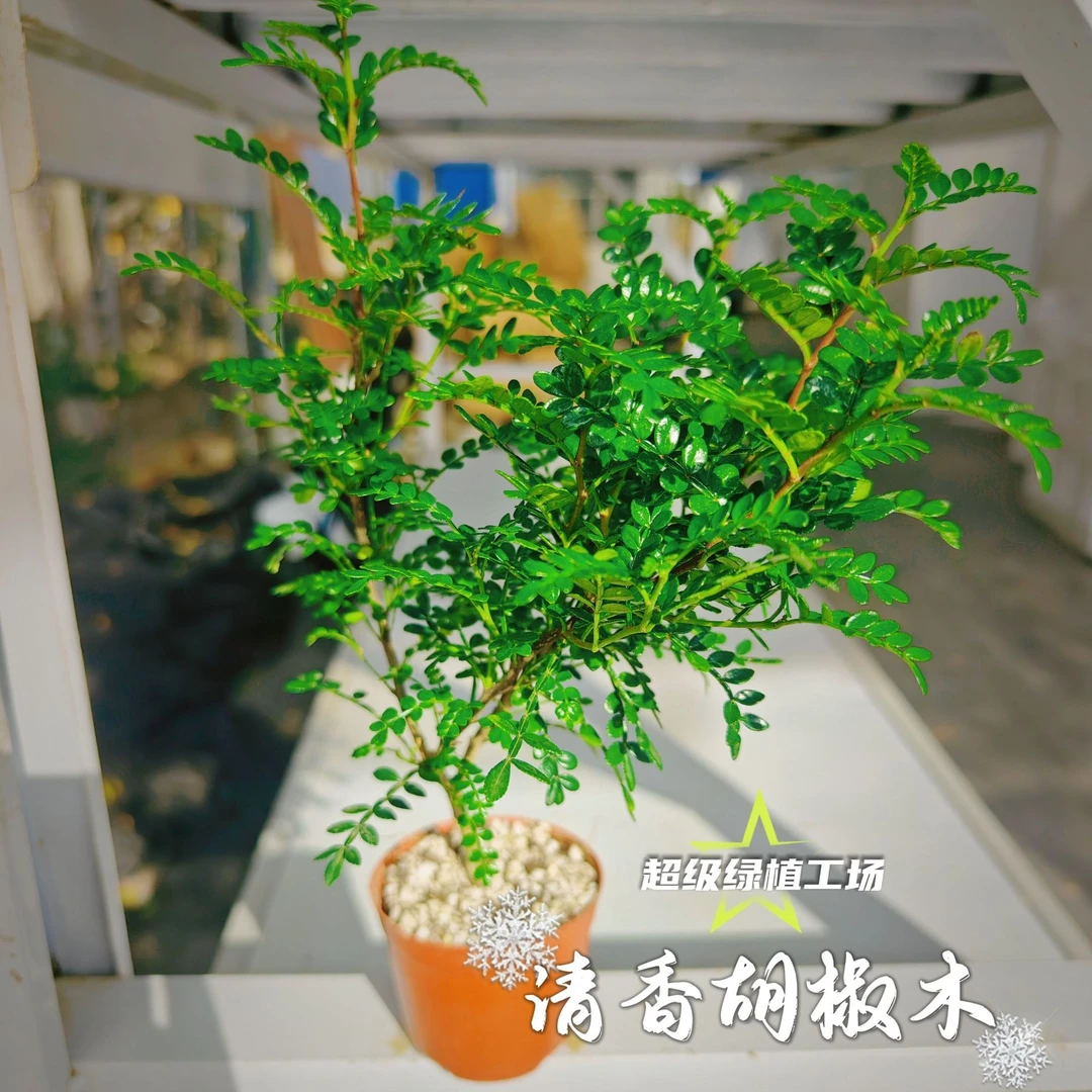 好养驱蚊清香木盆栽正宗胡椒木花卉绿植好养净化空气吸甲醛植物