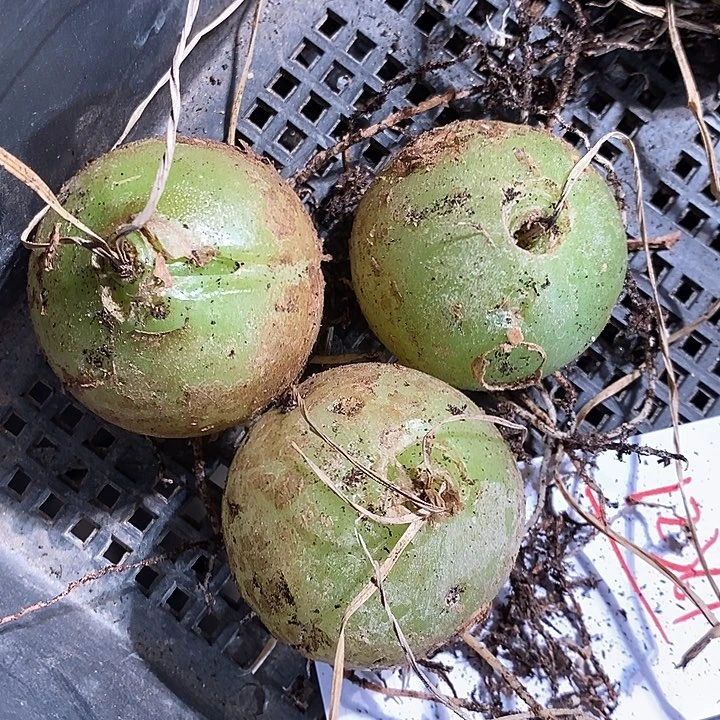 12361。     苍角殿一个。