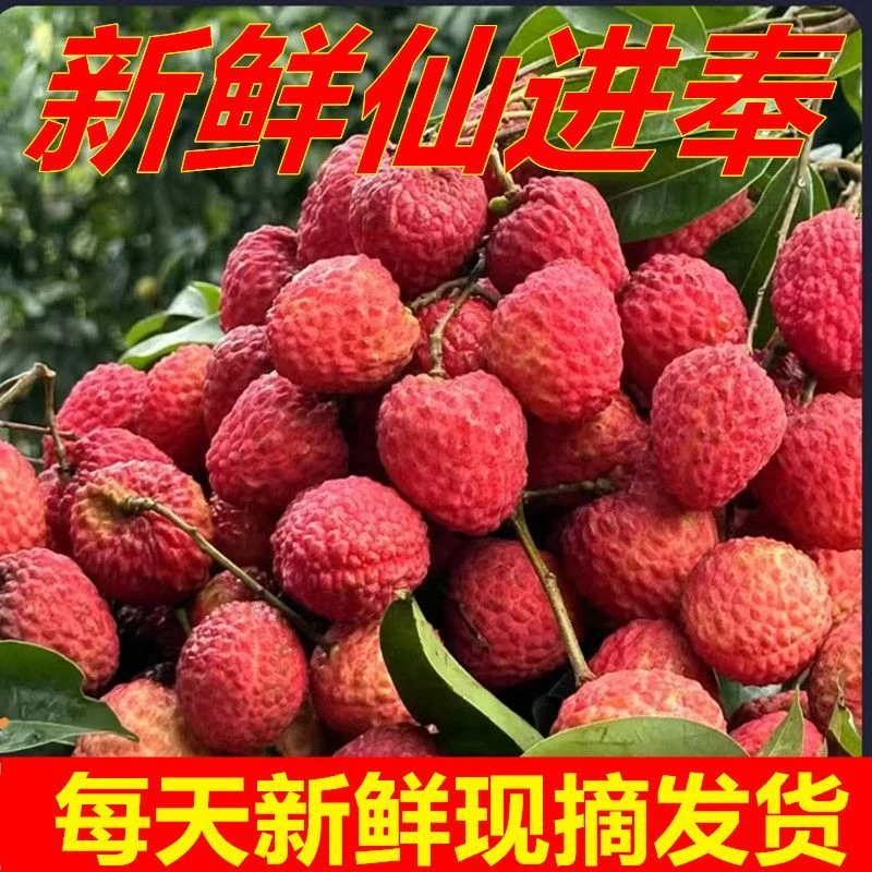 【正宗仙进奉】老树现摘仙进奉荔枝果园新鲜现摘清甜多汁冷链包邮