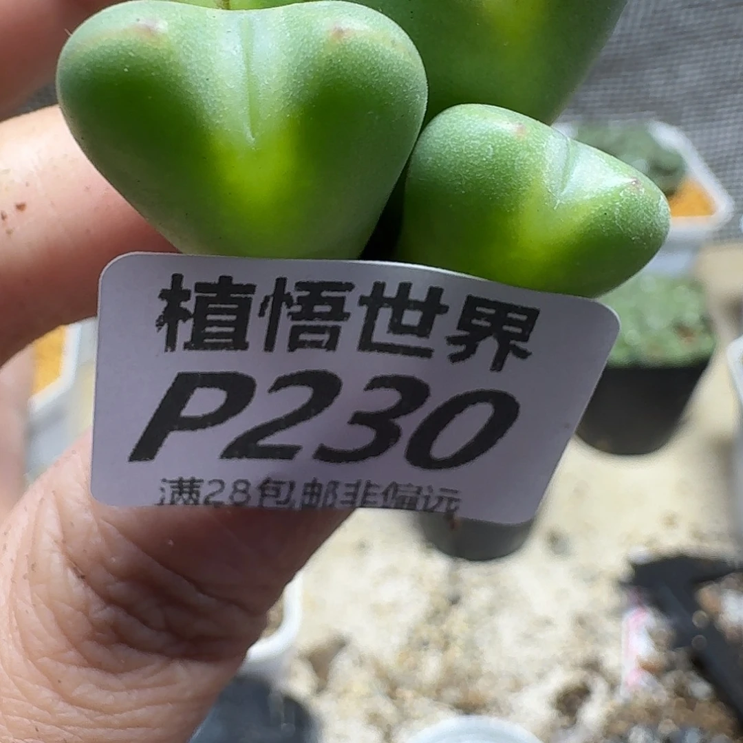 多肉植物的润泽fbbj