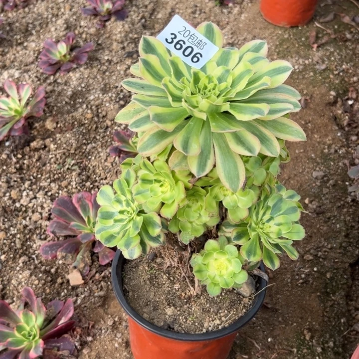 多肉植物3606种植物