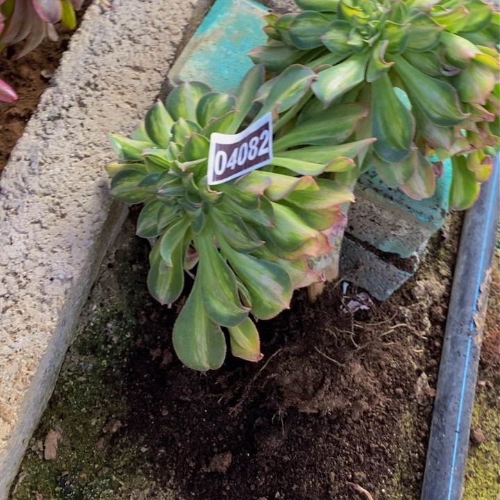 04082号幻彩缀法师