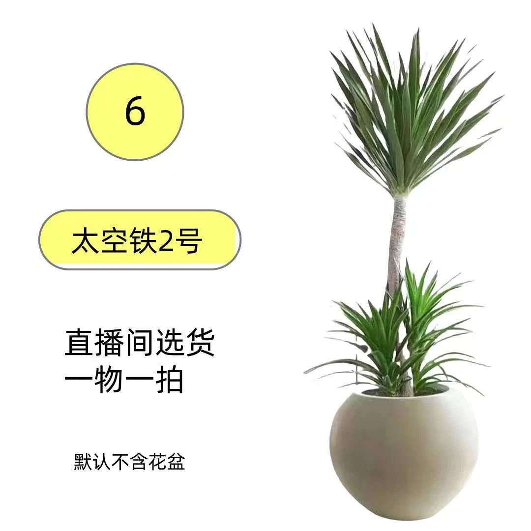 龙血树太空铁客厅大型盆栽多头造型室内好养净化空气绿植办公室