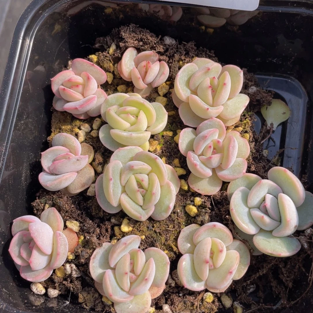 多肉植物多肉植物940