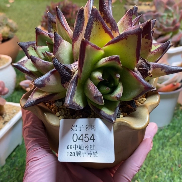 0454 不满68请拍冷链