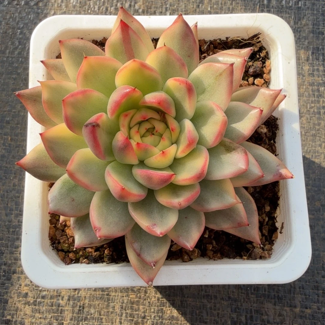 黑水晶长睫毛锦锦上园艺一物一拍