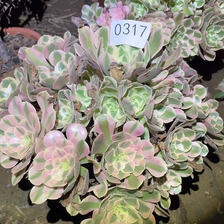 多肉植物法师317分女郎