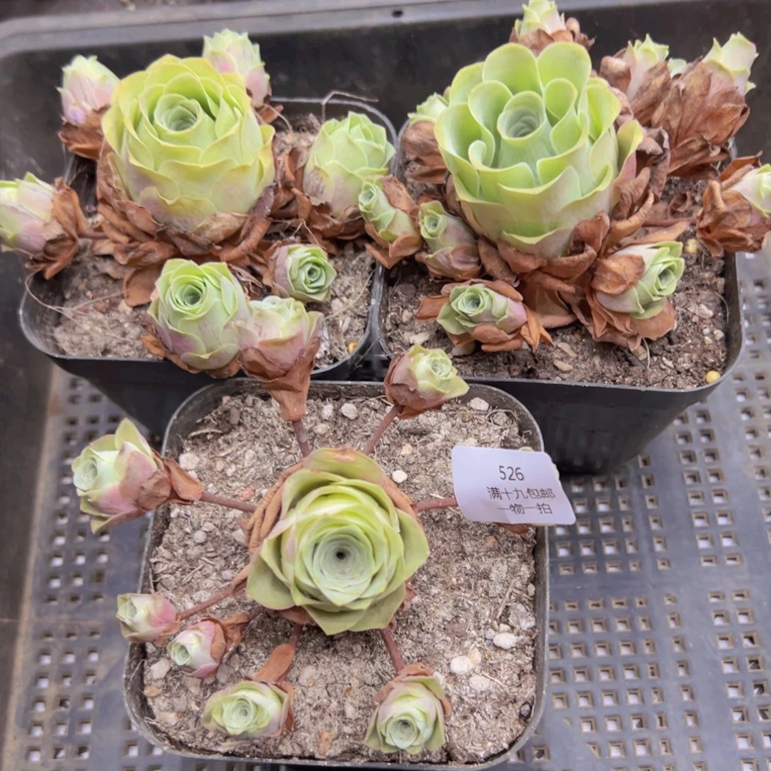 526 侧牙掉了不包损无售后