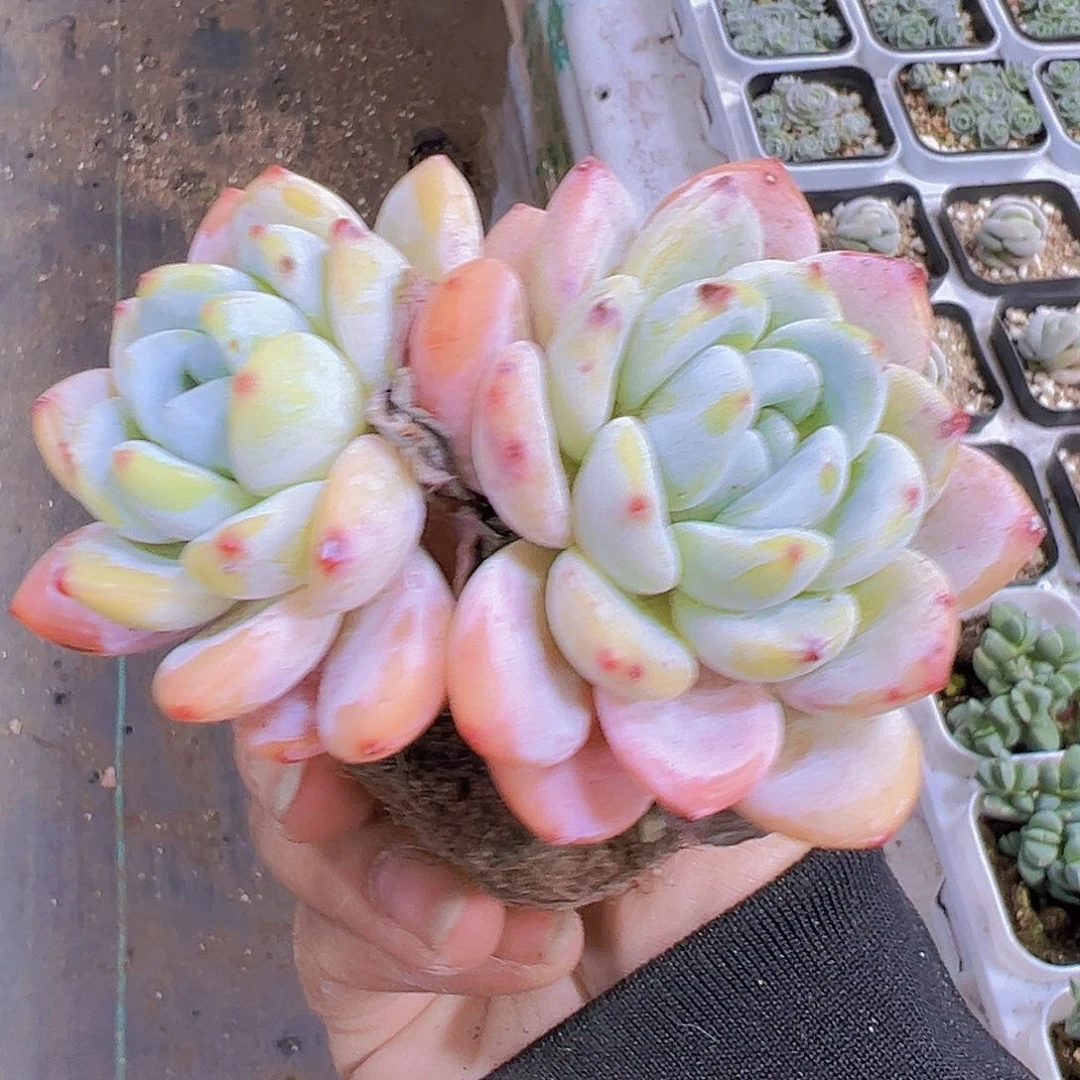 大双头冷香19包邮