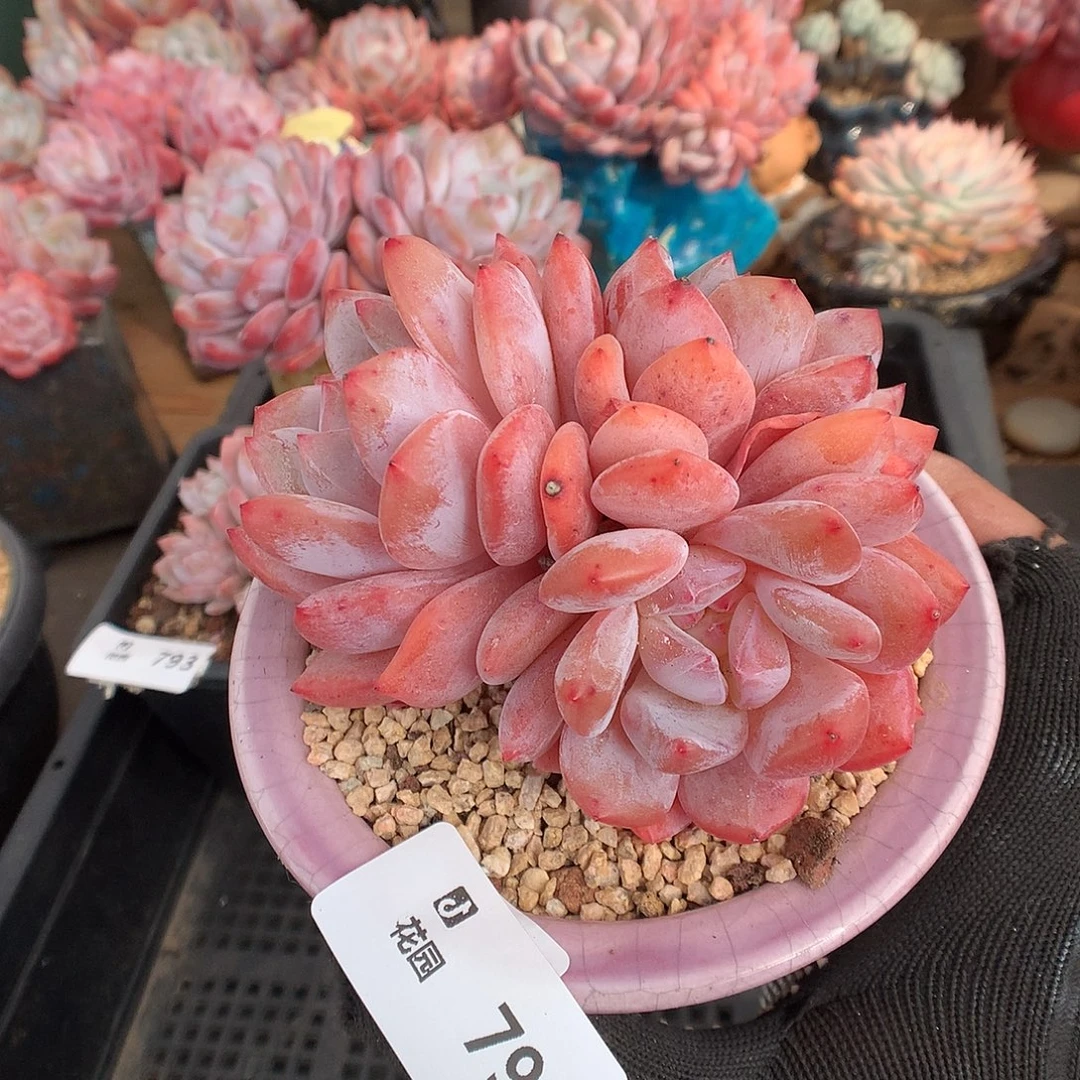 795雪天使多肉植物6666