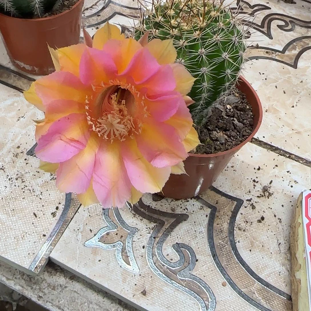 无花朵薇*吖花花花哈哈哈哈