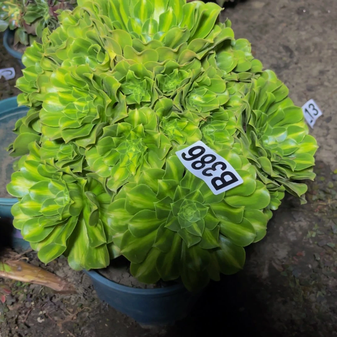 翡翠琉璃26/////47包邮