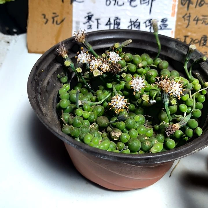 满6元包邮，佛珠大盆