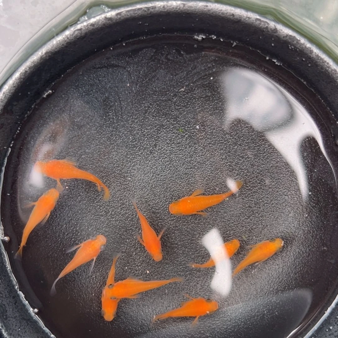 青鳉鱼短体竞拍015