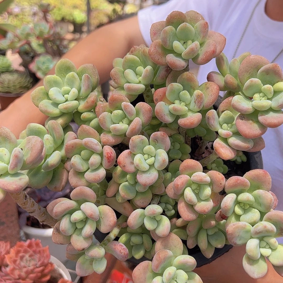 红洛神 多肉植物