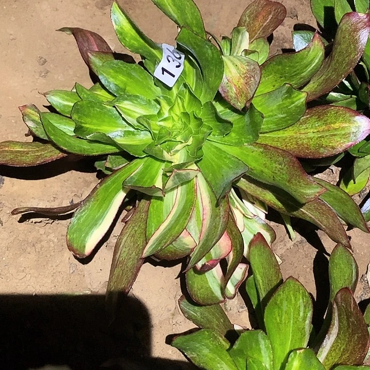 金****）多肉植物法师136魅影七彩